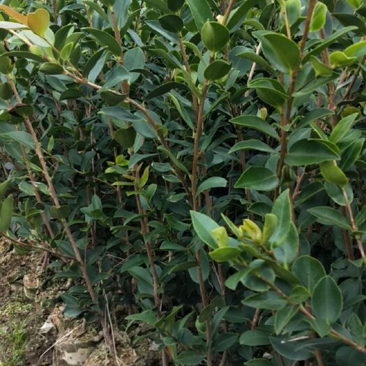 攸县油茶苗  高产嫁接油茶二年大杯苗
