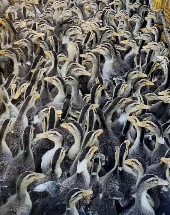 麻鸭 大量现货 量大从优童鸭 童鸡 大白童鸭