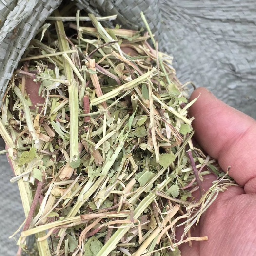 花生秧
