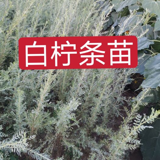 翁牛特旗一年生白柠条