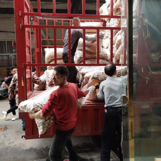 临县薄皮核桃  大量新品种核桃
