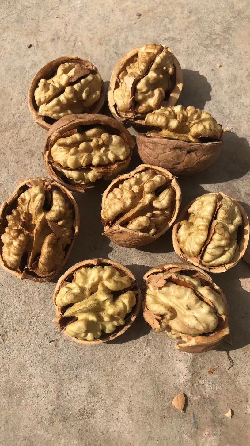 薄皮核桃  货新疆薄皮大核桃纸皮核桃批发