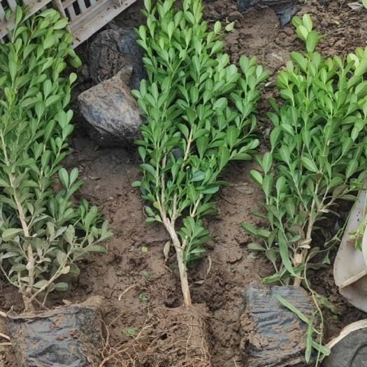 青州市 瓜子黄杨种植基地，货源充足，规格齐全