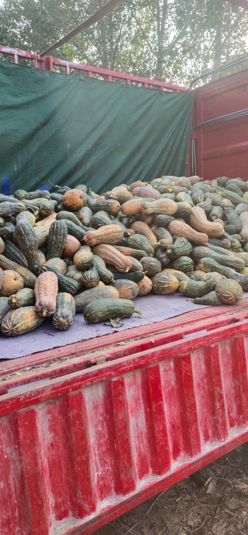 养殖用南瓜，黄南瓜，加工，市场南瓜，全年供应