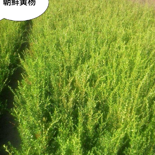 定州市供应，朝鲜黄杨40公分以上