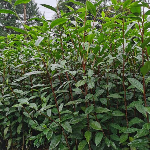 雅安绿茶树苗 雅安蒙顶山绿茶茶苗供应（川内或雅安境内价格面议，省外不出售）