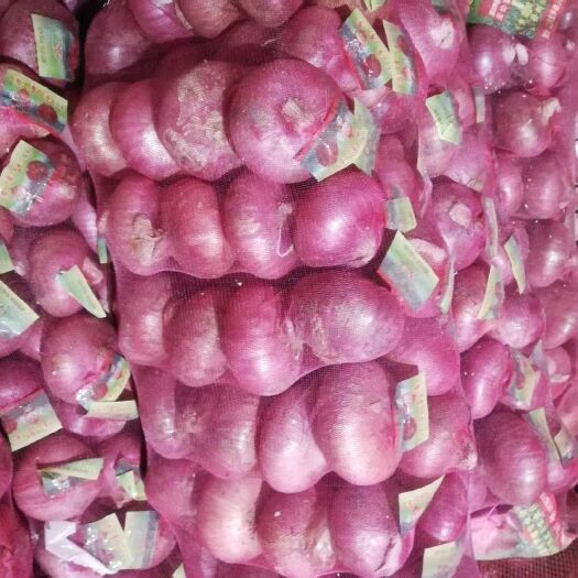 金乡县红皮洋葱大量供应，长年有货，支持各种包装