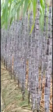 2024年广西黑皮甘蔗，大量上市，甘蔗批发价格，诚信合作