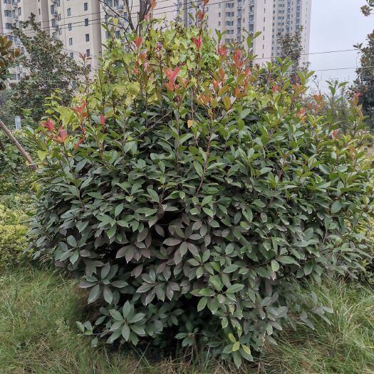 西安红叶石楠造型树  红叶石楠球