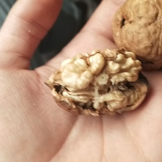 康县 百年老树老山核桃