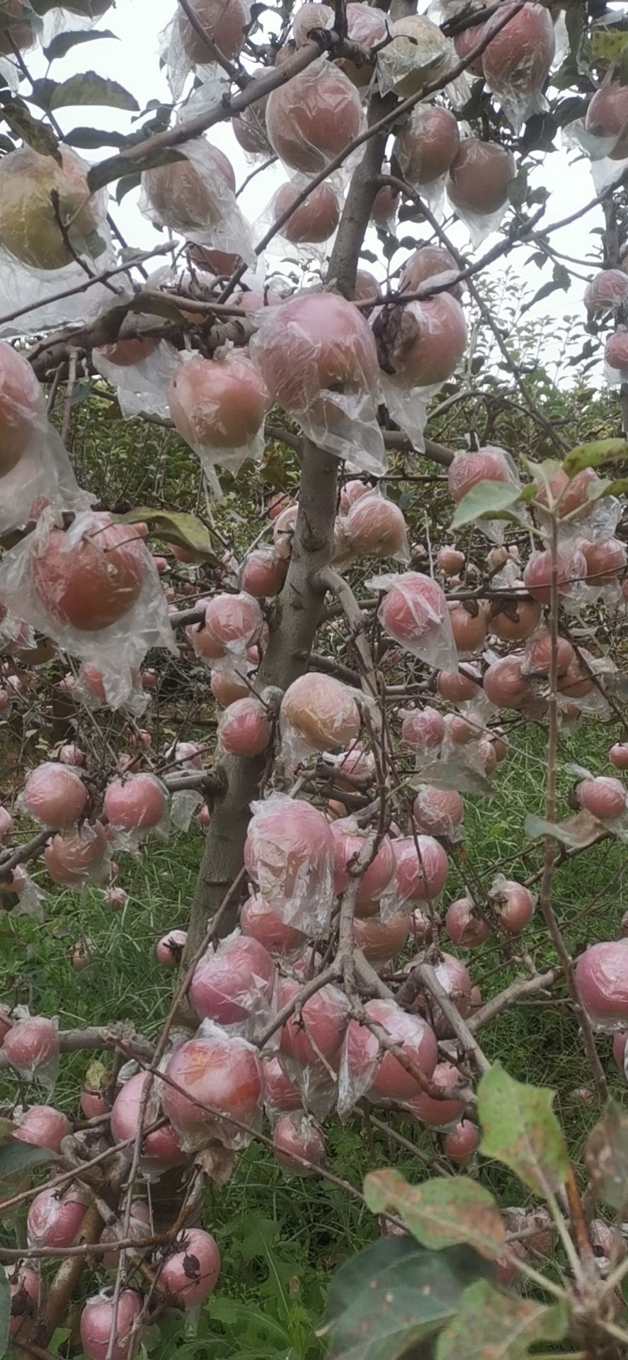 陕西膜袋红富士苹果产地上市价格