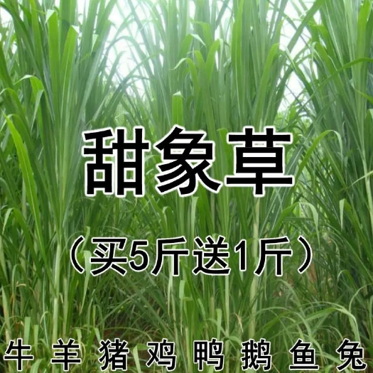 沭阳县甜象草苗  甜象草种孑养殖畜牧多年生四季种子养牛田象草喂牛的饲料草种