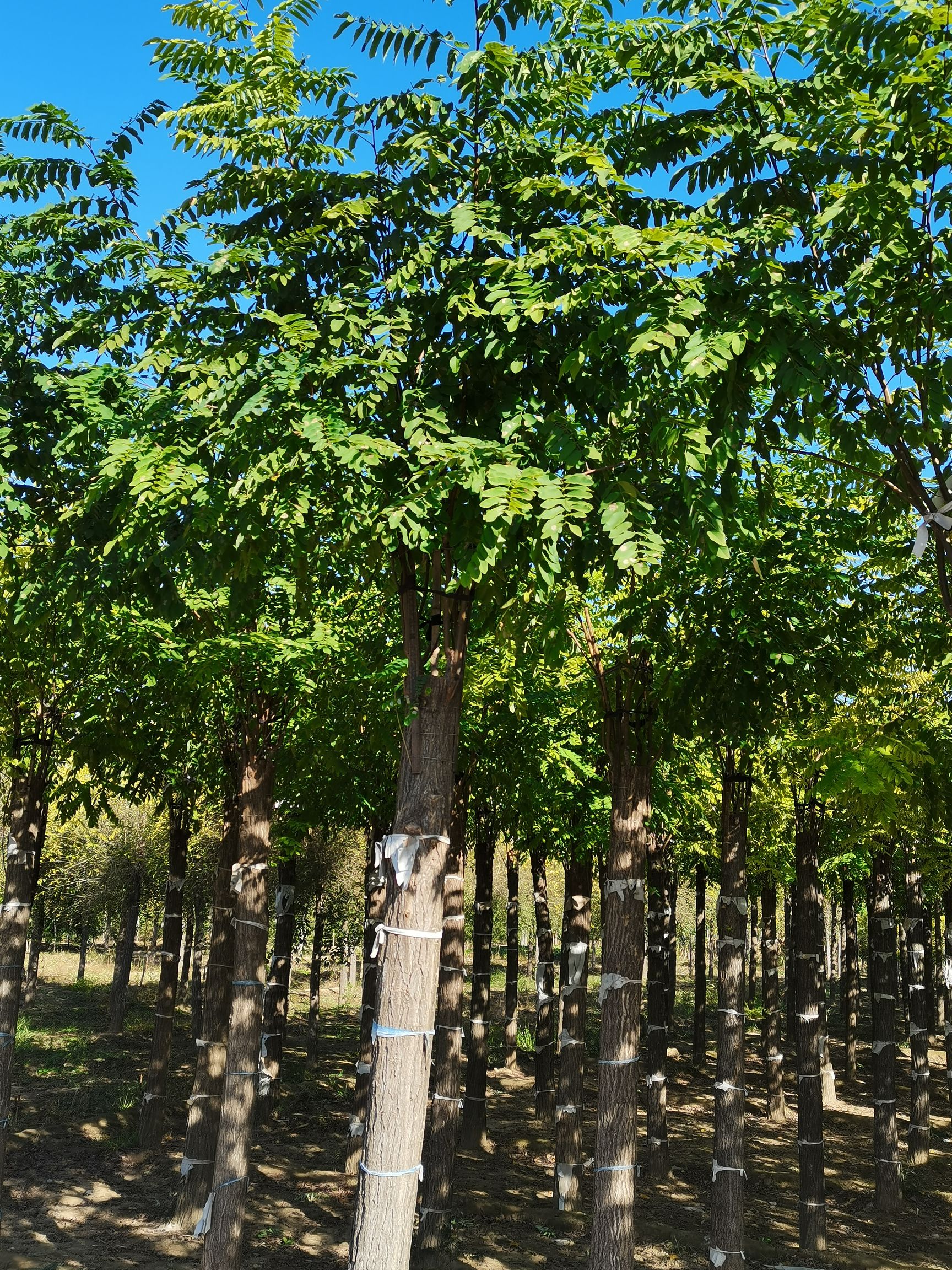 3-20公分嫁接香花槐