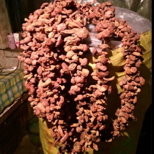 围场县蘑菇  肉蘑