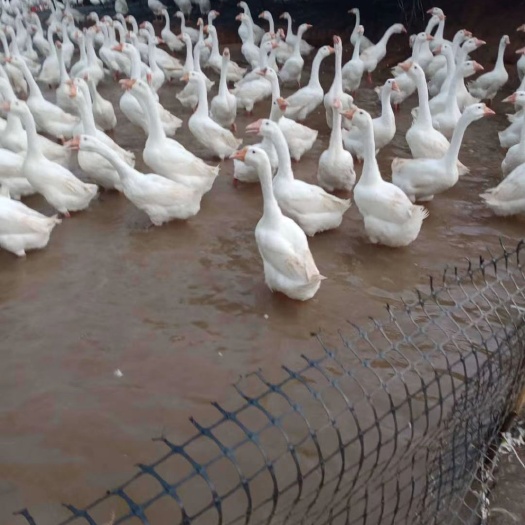 阳江埃姆登鹅 鹅