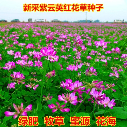 紫云英种子 果园绿肥草种子 红花草 蜜源植物 牧草草籽  养
