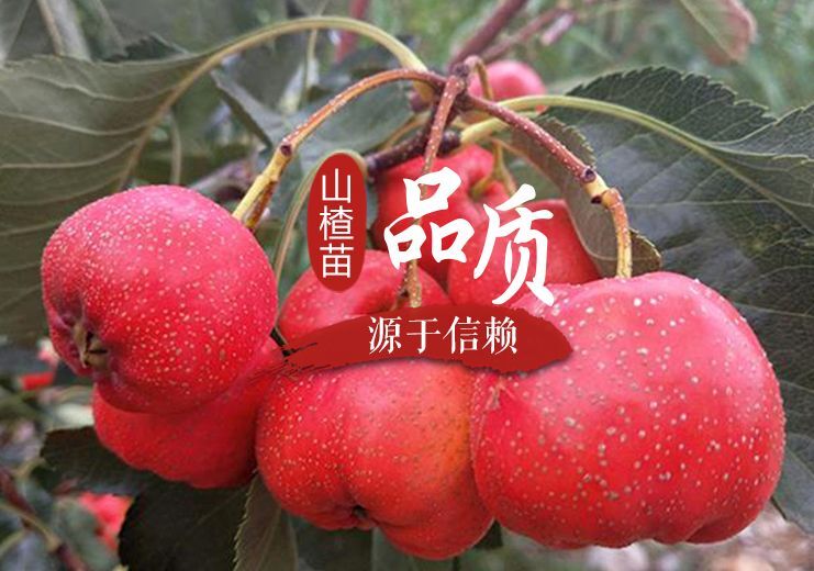 平邑县大金星山楂树苗  大金星山楂嫁接苗、自家种植、根须发法、现挖现卖