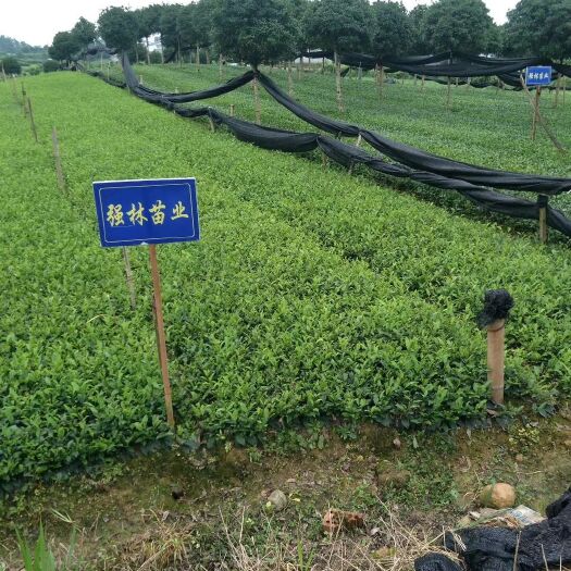 雅安常年出售:蒙山九号，中茶108.奶白茶，极白，楮叶齐茶苗