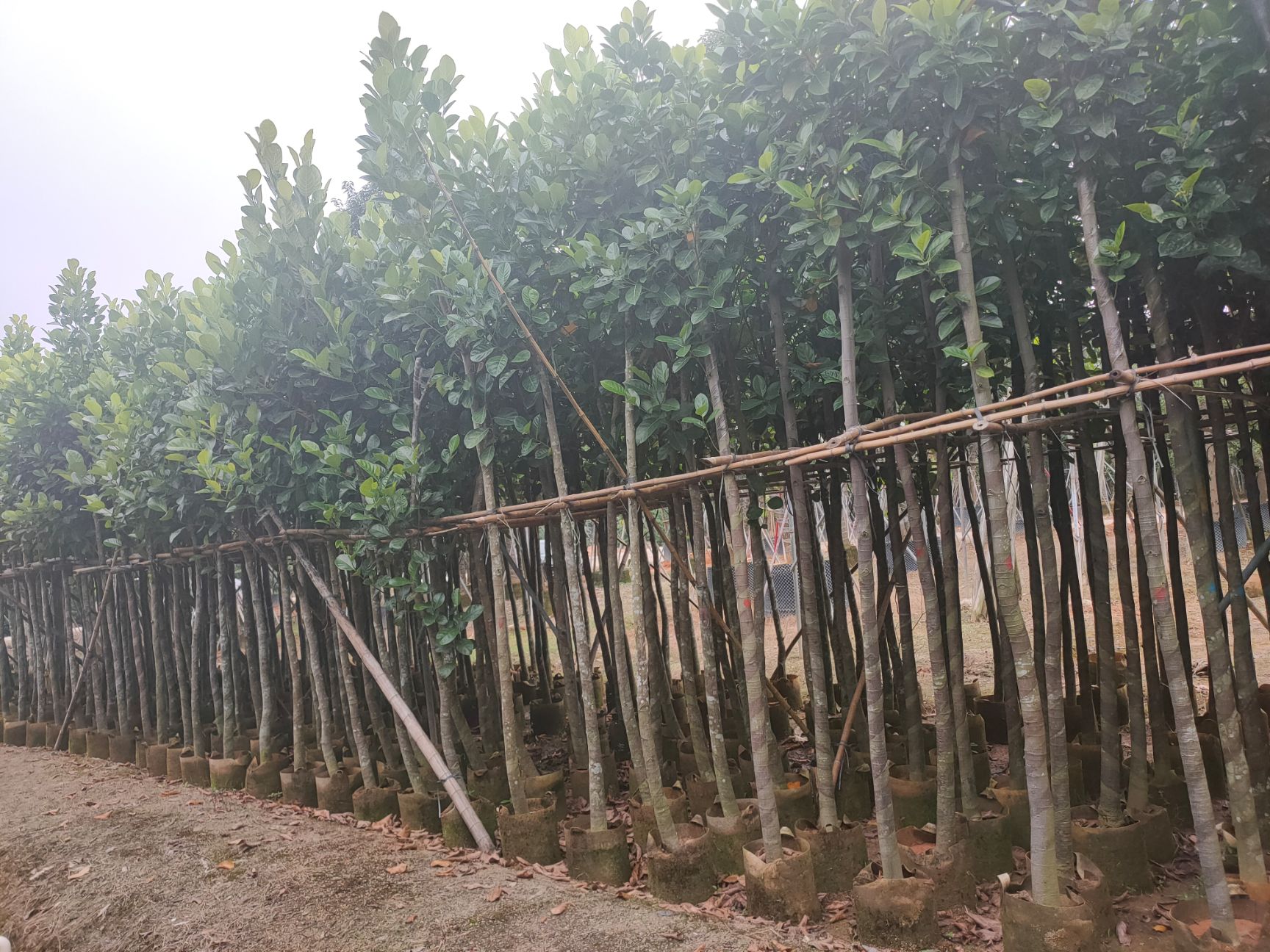 大花紫薇  诚信经营价格详情咨询 树菠萝、大叶紫薇 5-8分