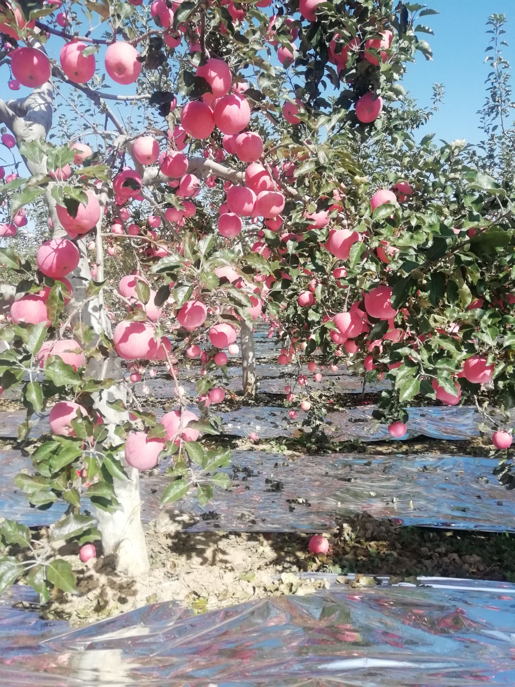 红富士苹果上市了，个大脆甜，色泽鲜艳，口感脆甜，纯绿色食品