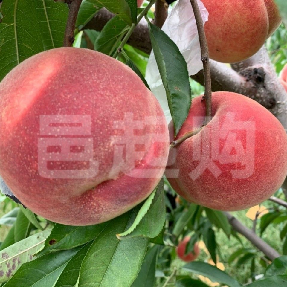 毛桃苗  红霜蜜冬桃桃苗，毛桃，品种好，质量优，市级示范合作社保质量