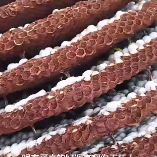 阳新县马蜂蛹 蜂蛹