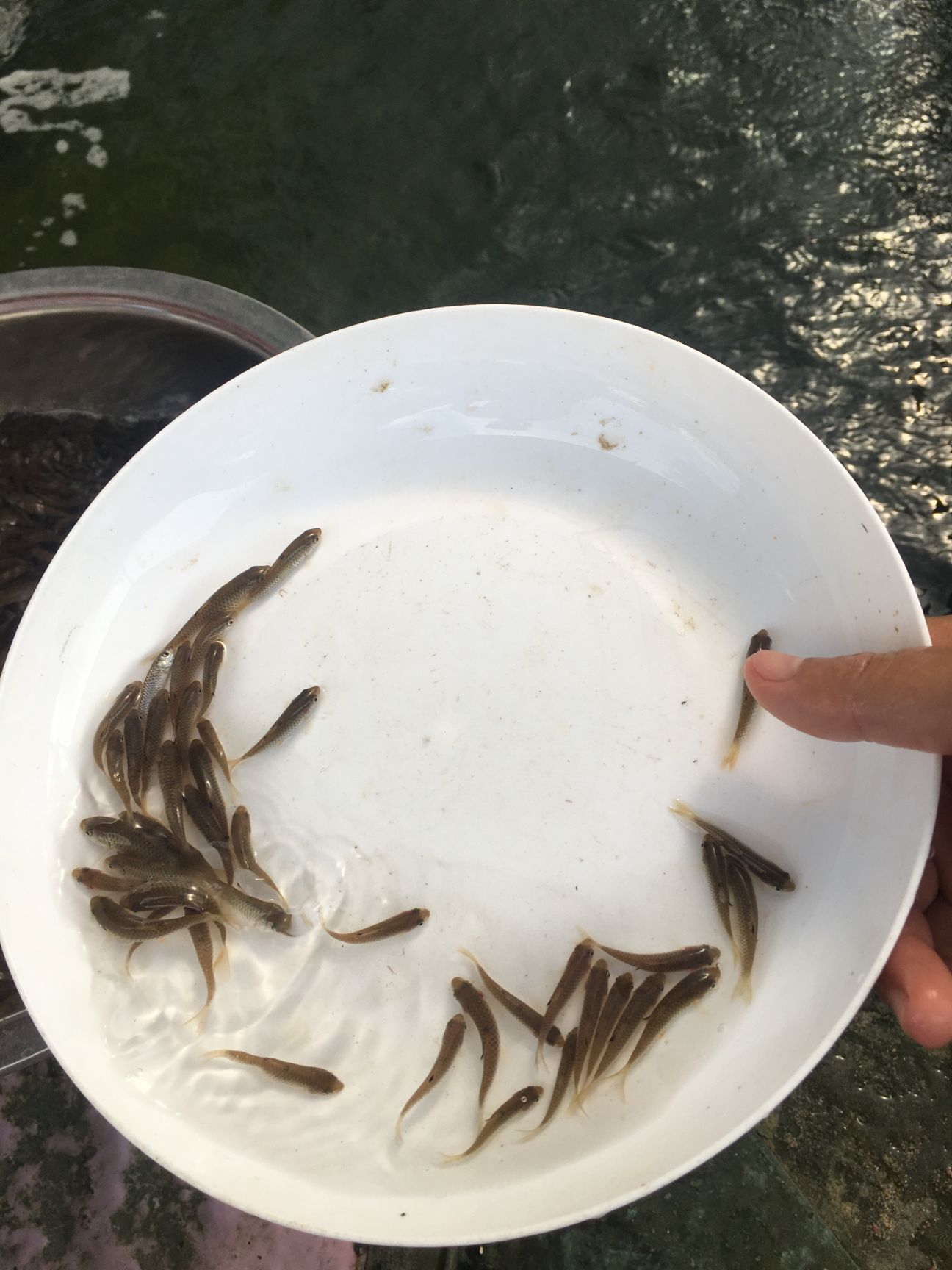  军鱼苗 黄娟鱼青波鱼河坚 青竹鲩鱼苗 光倒刺鲅鱼 淡水鱼苗包