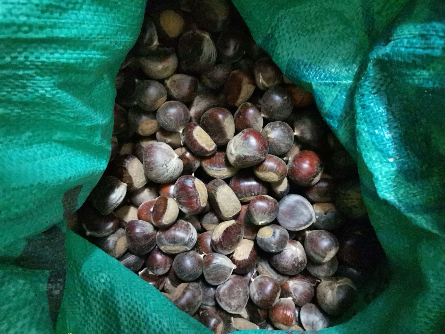 广西板栗  广西融安山里自产本地板栗 比嫁接板栗更甜 更好吃