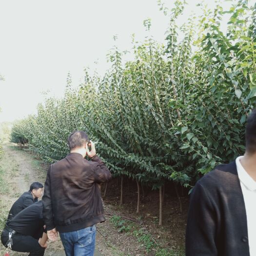鄢陵县素心腊梅 4-8的精品腊梅