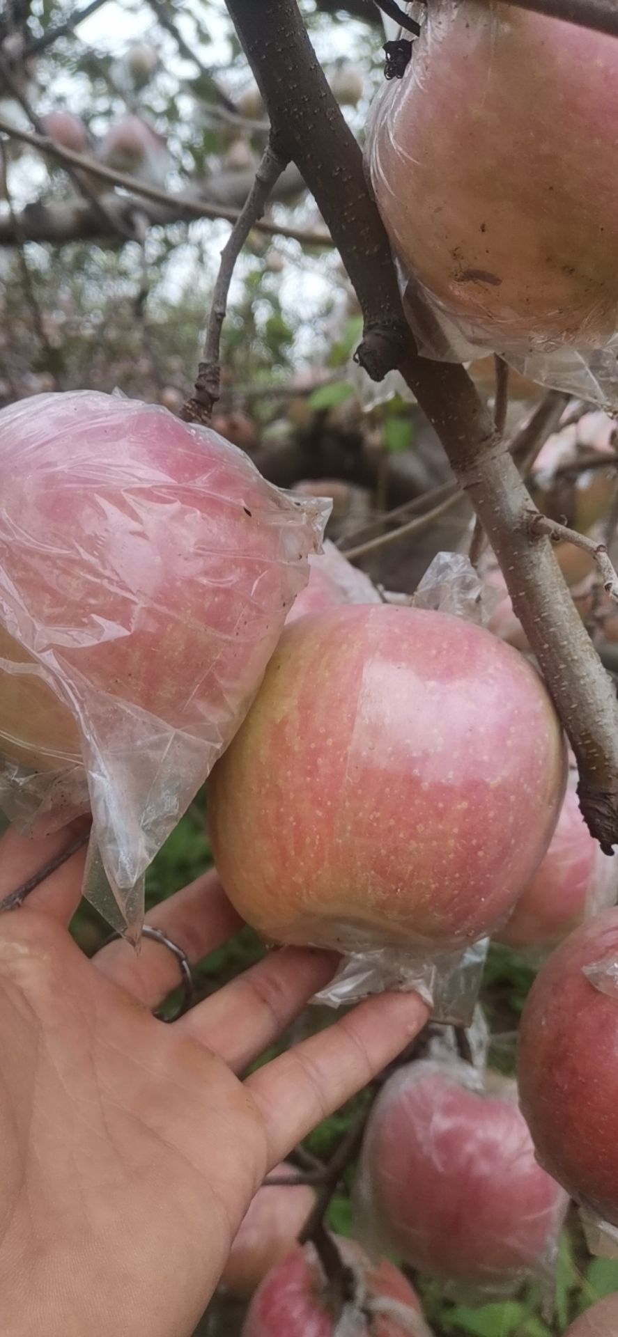 陕西膜袋红富士苹果产地上市价格