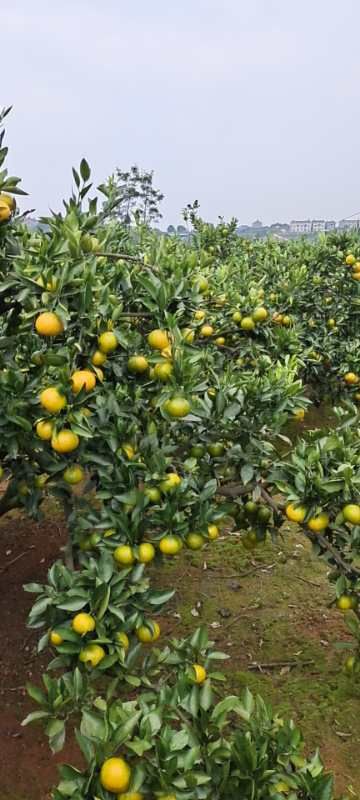 普早蜜桔 宜昌蜜桔