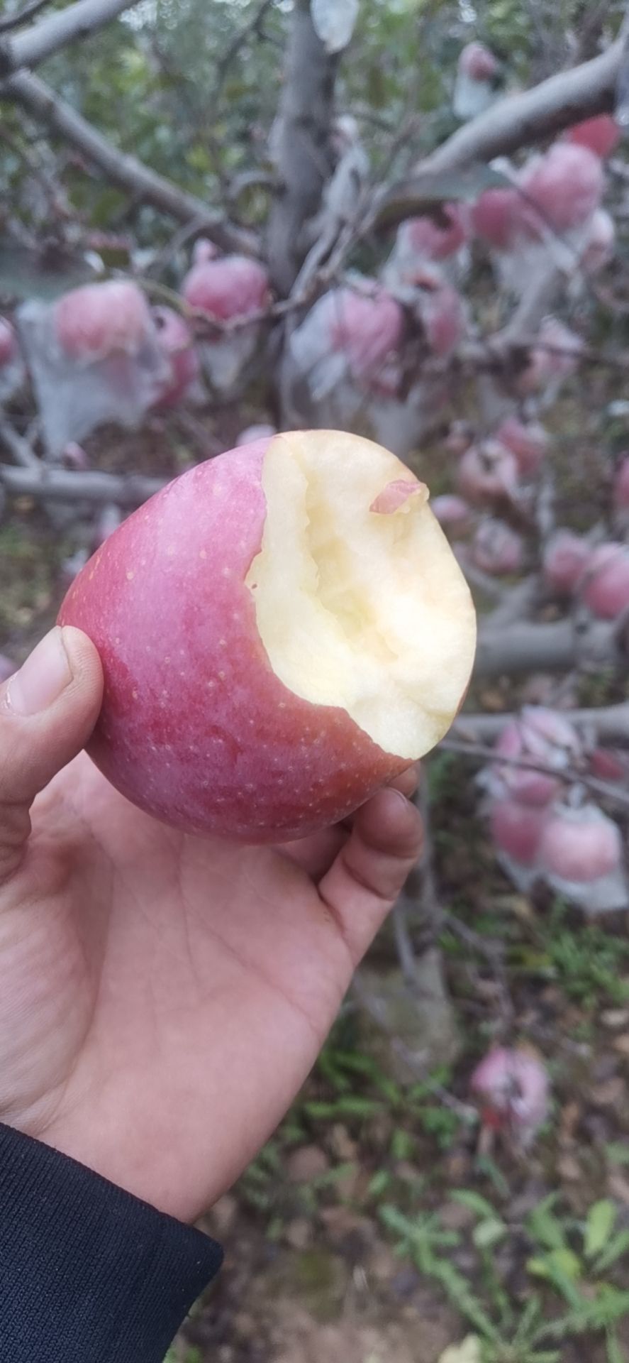 陕西膜袋红富士苹果产地上市价格