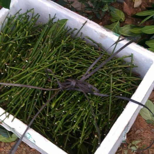 白沙县海南菠萝蜜苗  代接