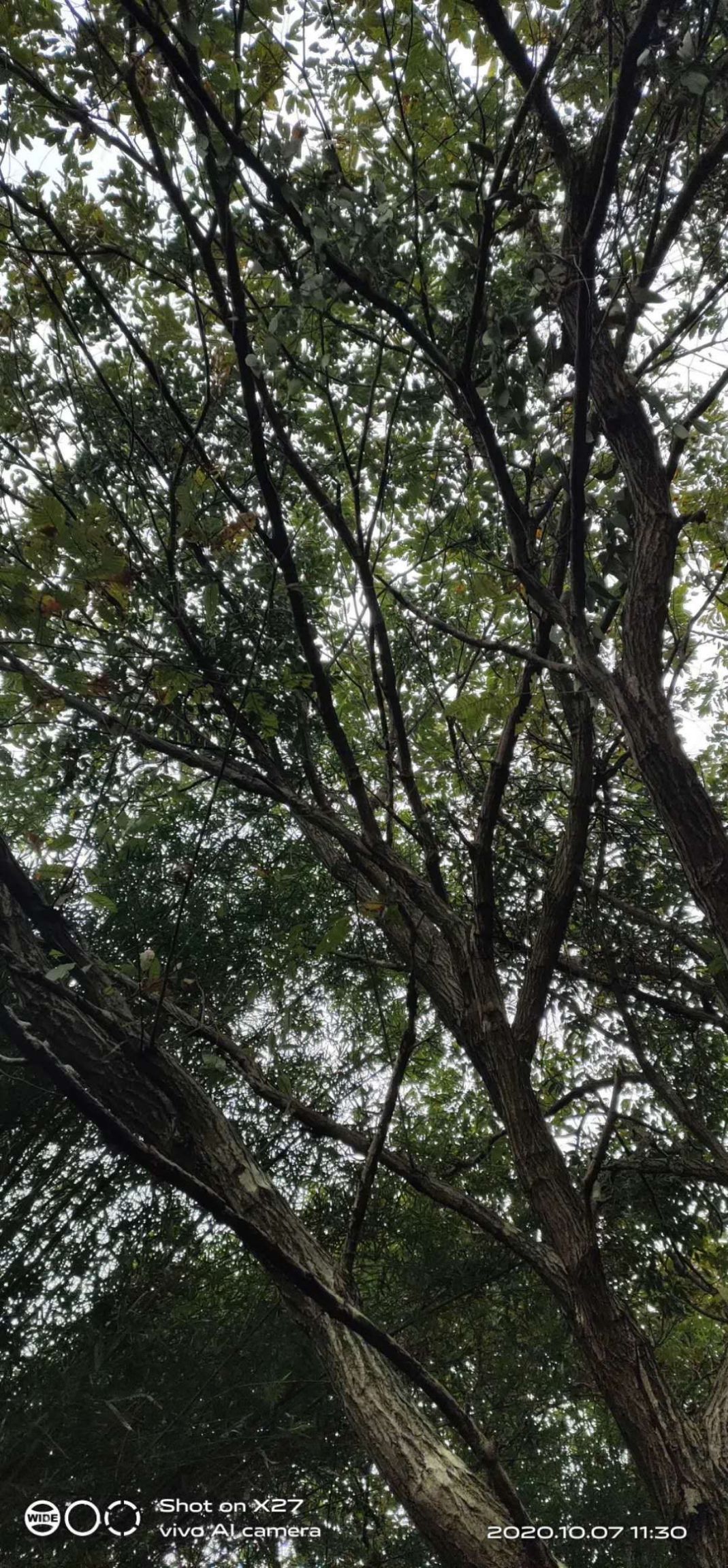 广西板栗  广西融安山里自产本地板栗 比嫁接板栗更甜 更好吃