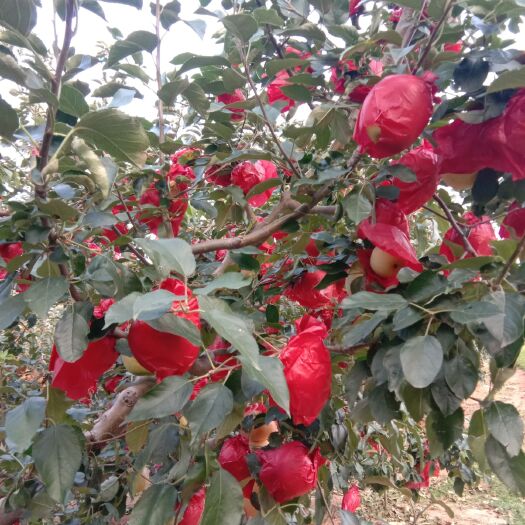 绥中县寒富苹果  寒富辽宁葫芦岛绥中县水果直销地