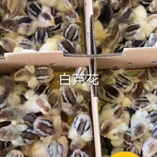 威宁县K9鸡苗 常年出售脱温苗
