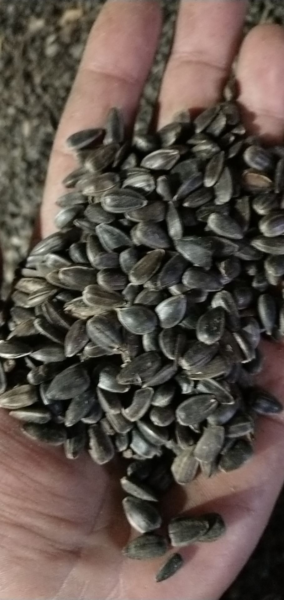  新季油葵还有200吨，油率38－41