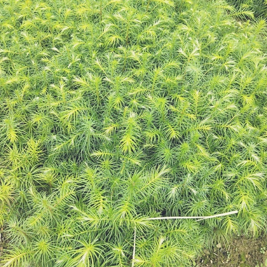 丘北县杉木树苗  速生良种刺杉木杯苗，杉树杯苗，造林杉木