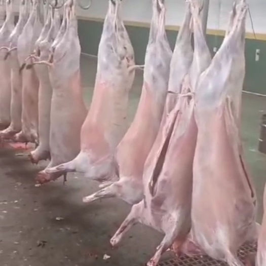 羊肉类  青海小尾巴藏羊     育肥羊     自家养殖场出货