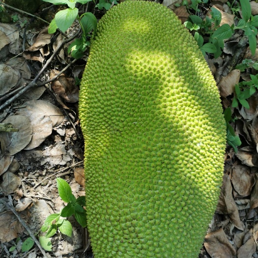 化州市海南菠萝蜜  大果园供现货，所有果实均由广东宇翔投资有限公司