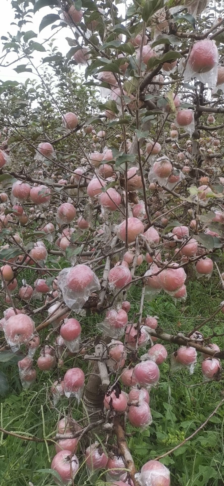 陕西膜袋红富士苹果产地上市价格