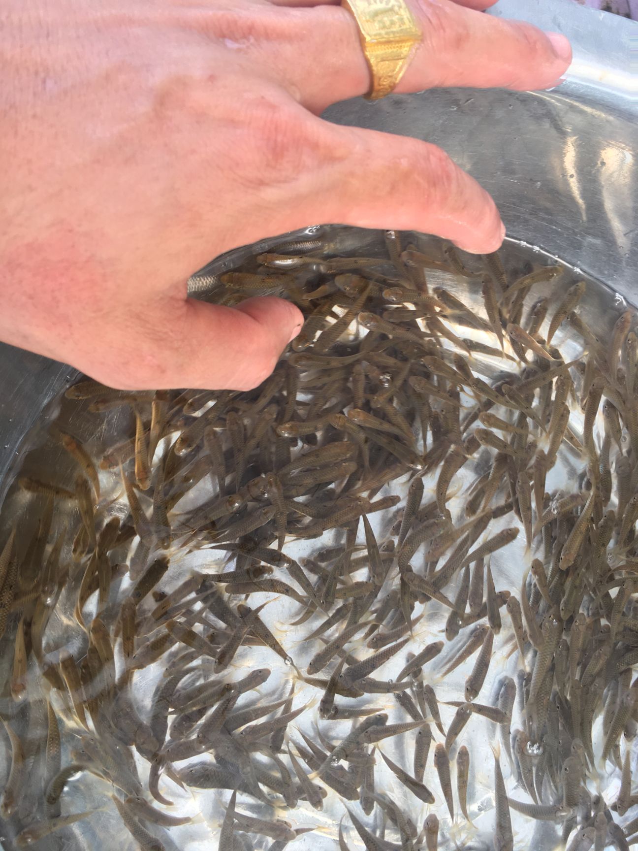  军鱼苗 黄娟鱼青波鱼河坚 青竹鲩鱼苗 光倒刺鲅鱼 淡水鱼苗包
