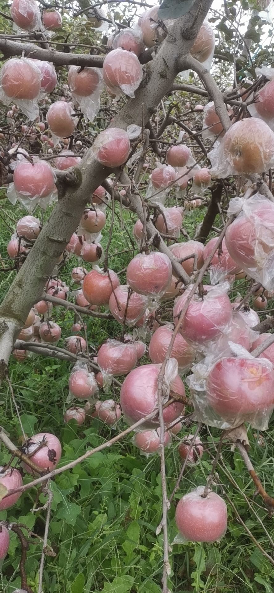 陕西膜袋红富士苹果产地上市价格