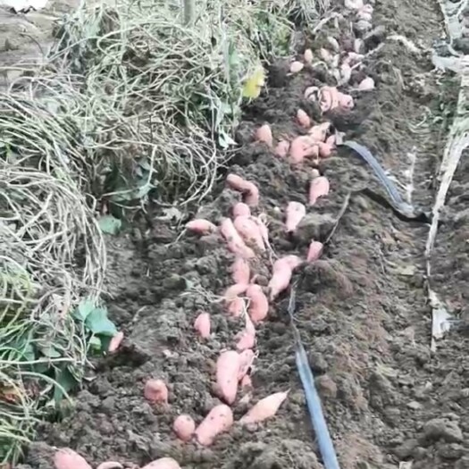 莱西市龙薯九号/龙九/地瓜/红薯