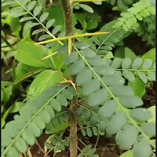 伊川县皂角苗 