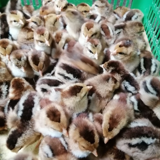 南宁清远麻鸡苗，厂家直销包疫苗成活