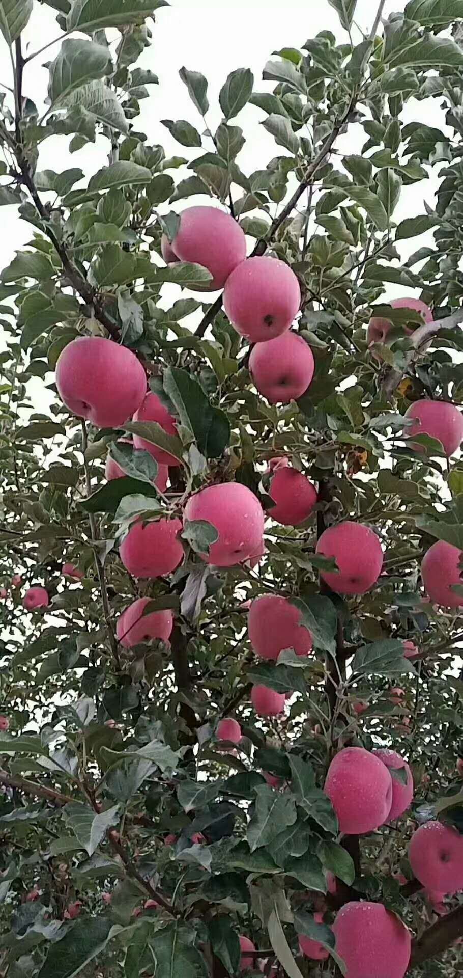 红富士苹果上市了，个大脆甜，色泽鲜艳，口感脆甜，纯绿色食品