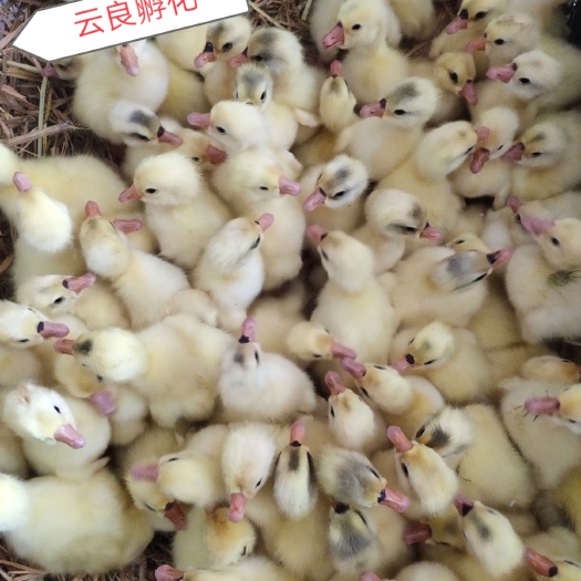 原阳县三花鹅苗  大三花 送货上门免费防疫