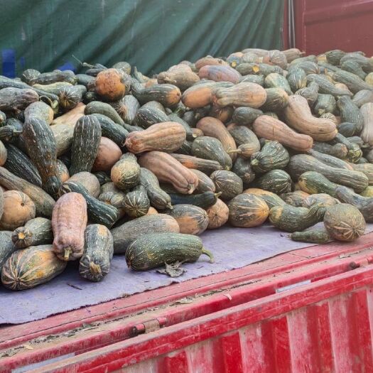 开封南瓜精品全黄南瓜，养殖用，加工，大吨位供应，负责找车