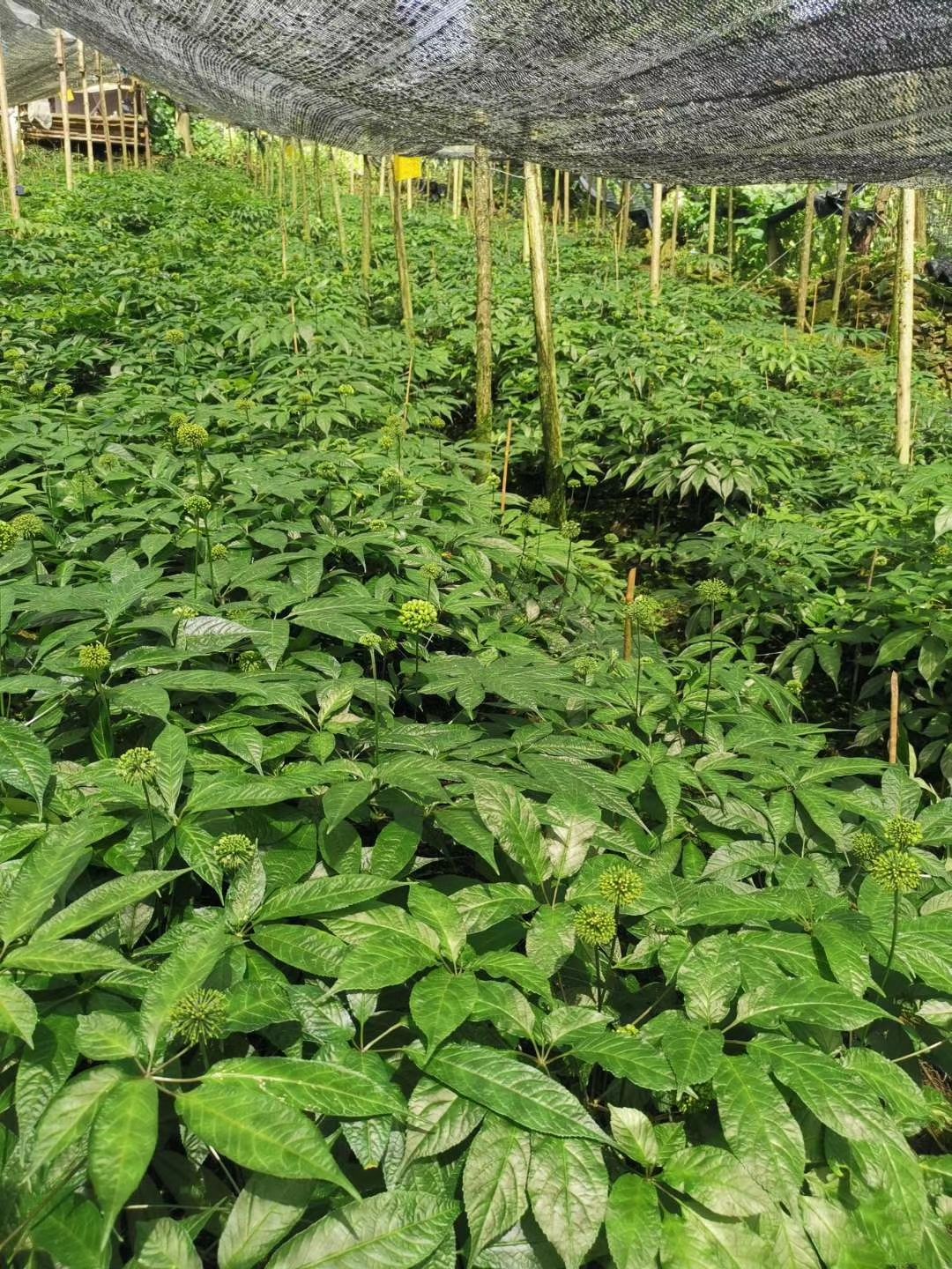 黑三七 云南省红河哈尼族彝族自治州元阳县